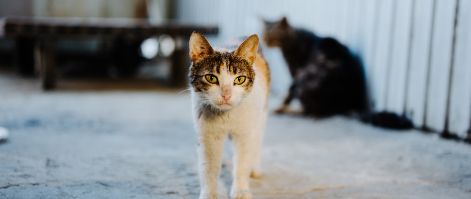 hungry-cat-on-the-street-near-wooden-stands-an-aba-2025-03-10-17-19-02-utc