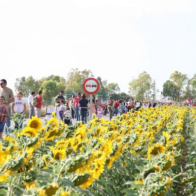 Romería de El Cuervo, años 2000 a 2009
