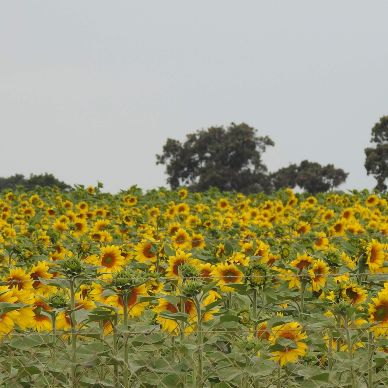 Fotografía cedida por Juan Manuel Sánchez Sánchez