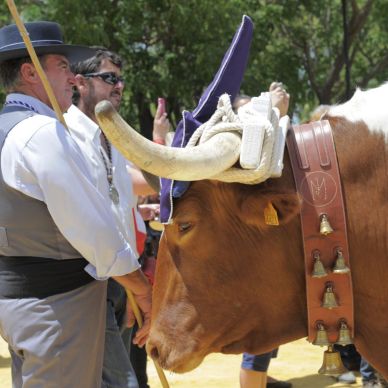 Romería de El Cuervo, año 2014